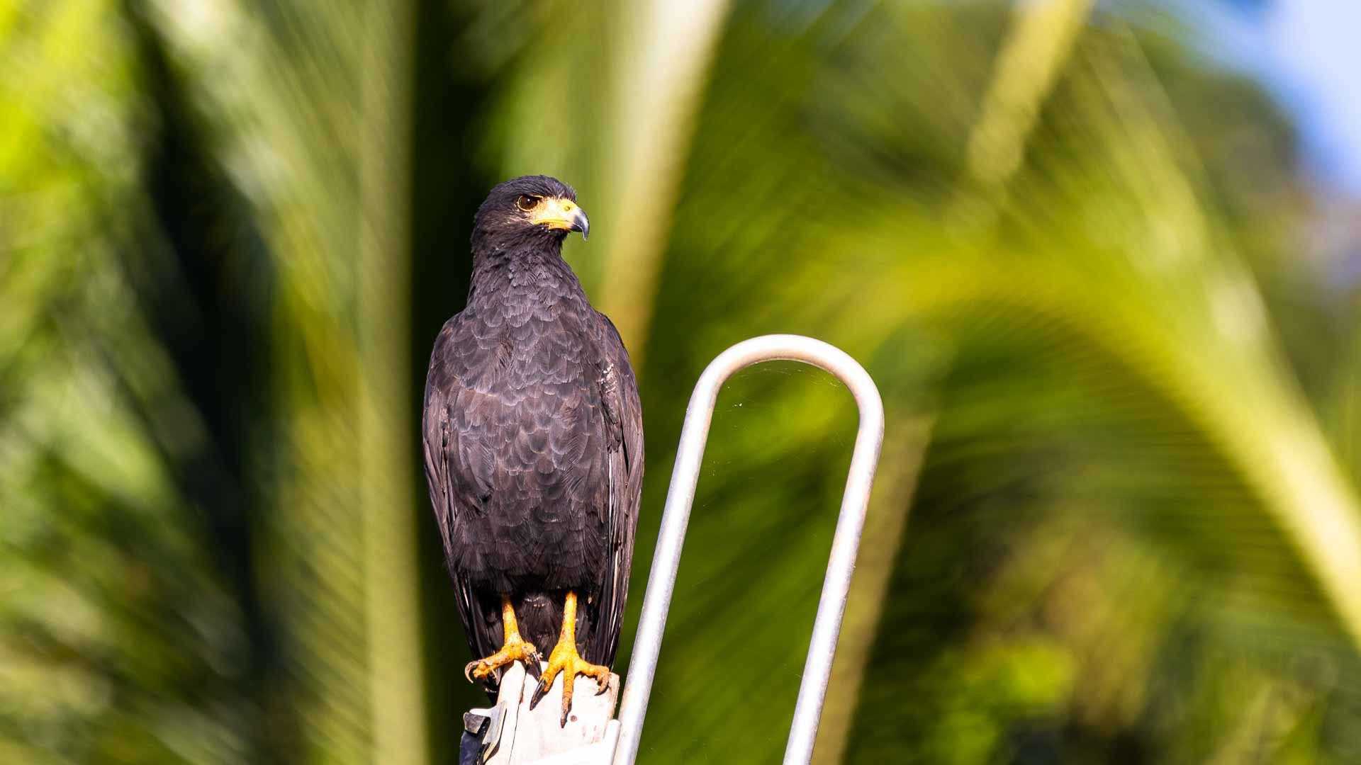 common black hawk