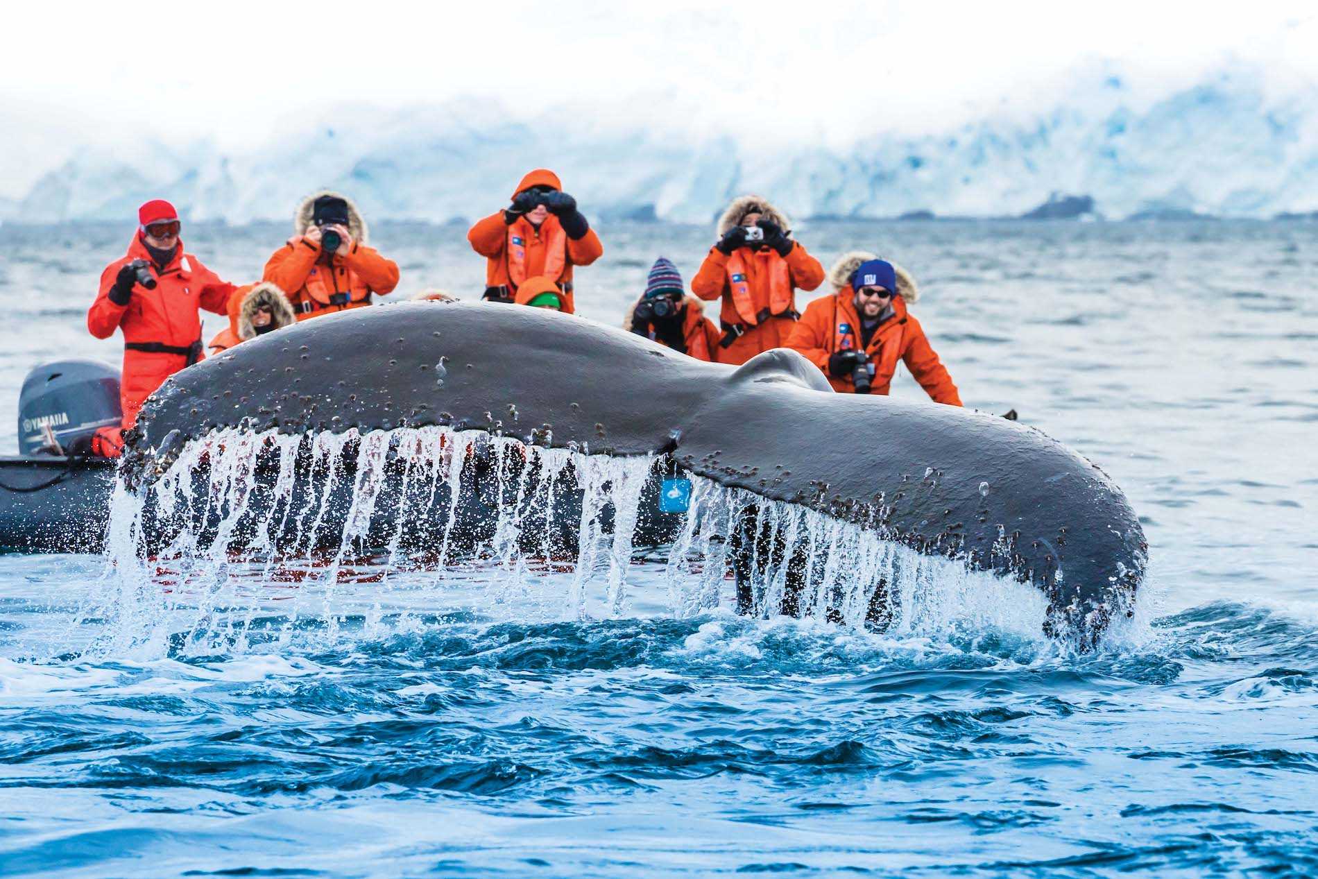 Whale fluke sighting.jpg
