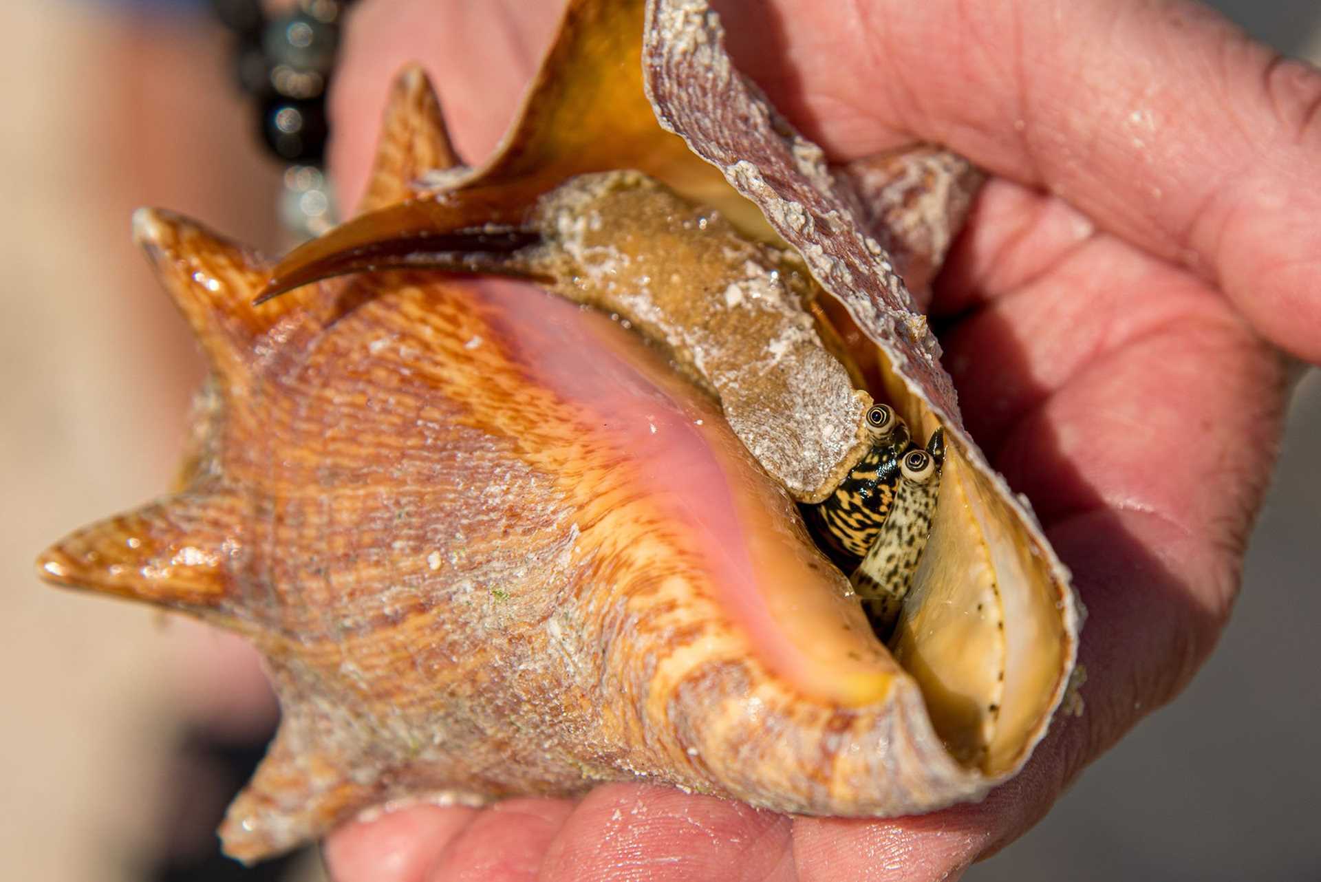 conch face