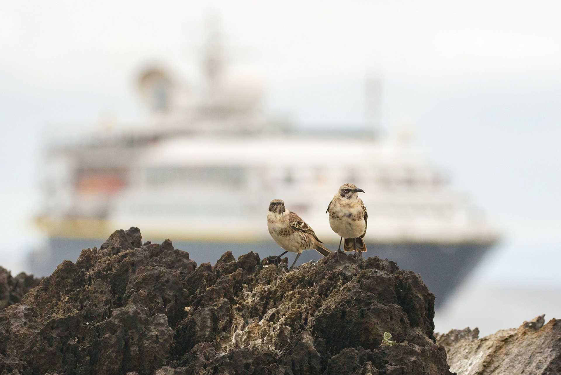 mockingbirds with ship in background