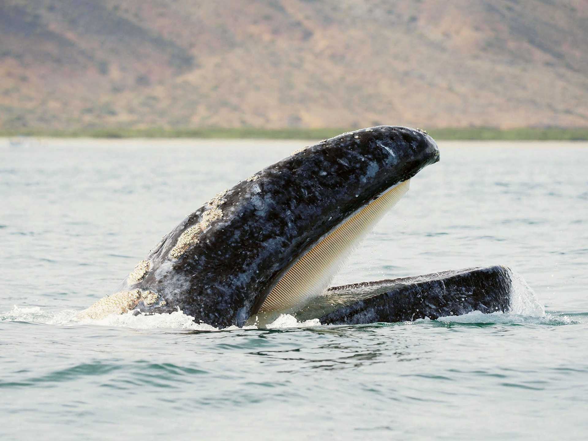 whale head sticking up out of water