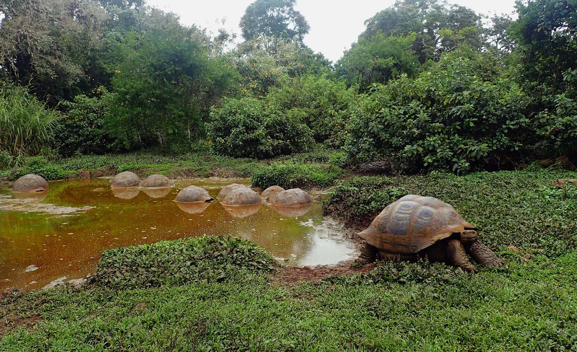 five giant tortoises