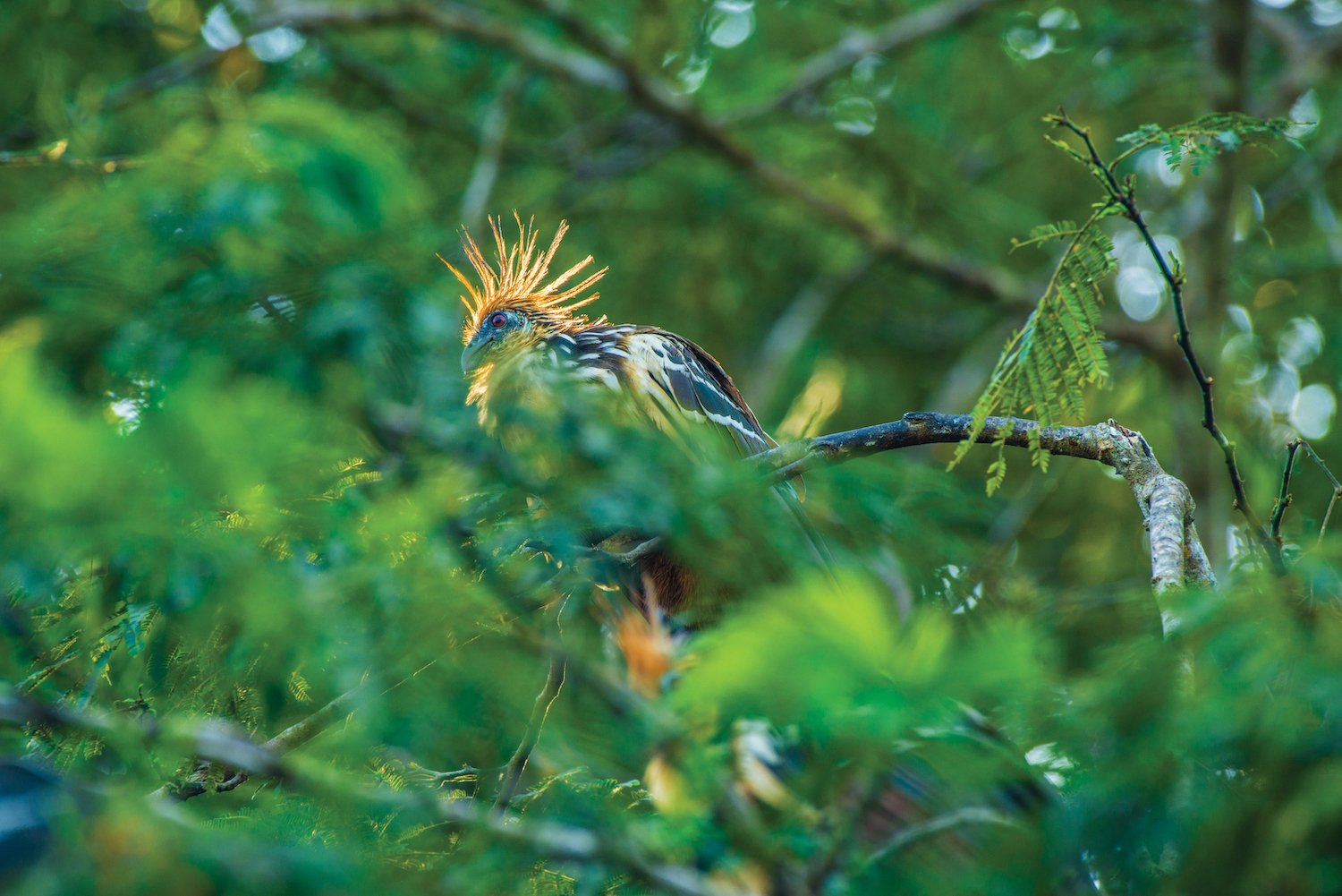 Hoatzin on a tree branch in the Amazon.jpg
