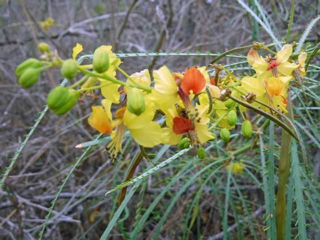 yellow flowers