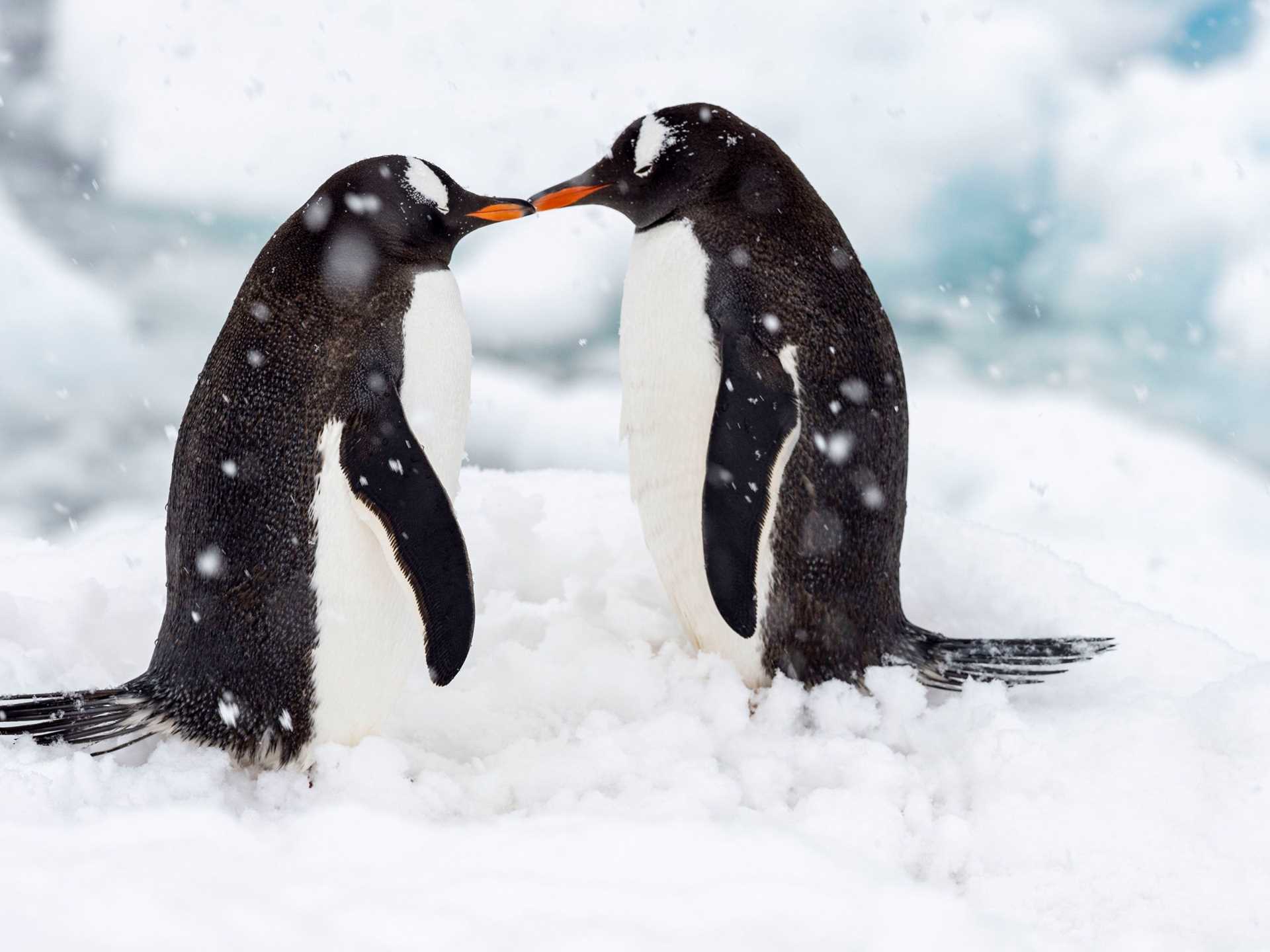 two penguins touching beaks