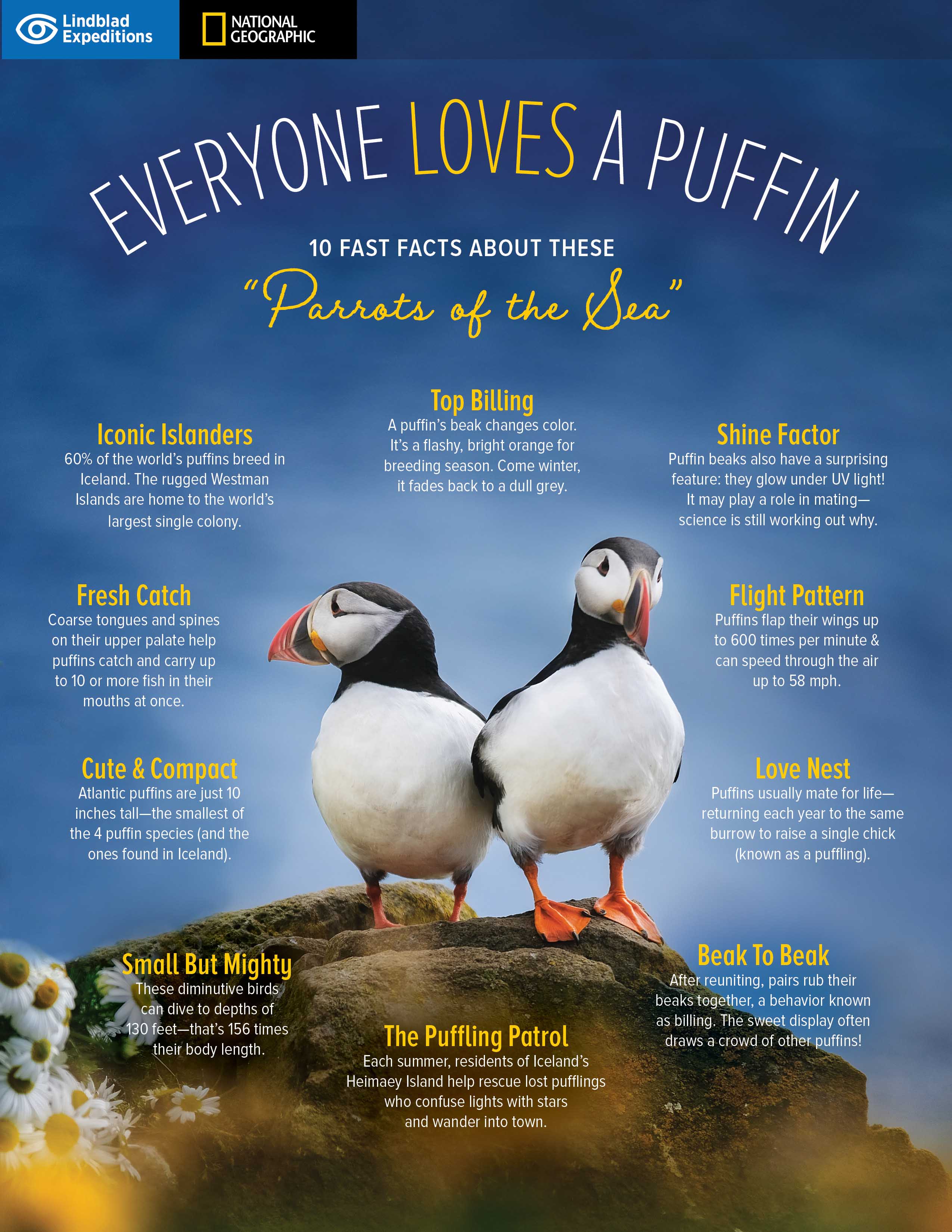 Puffin Facts Infographic.jpg
