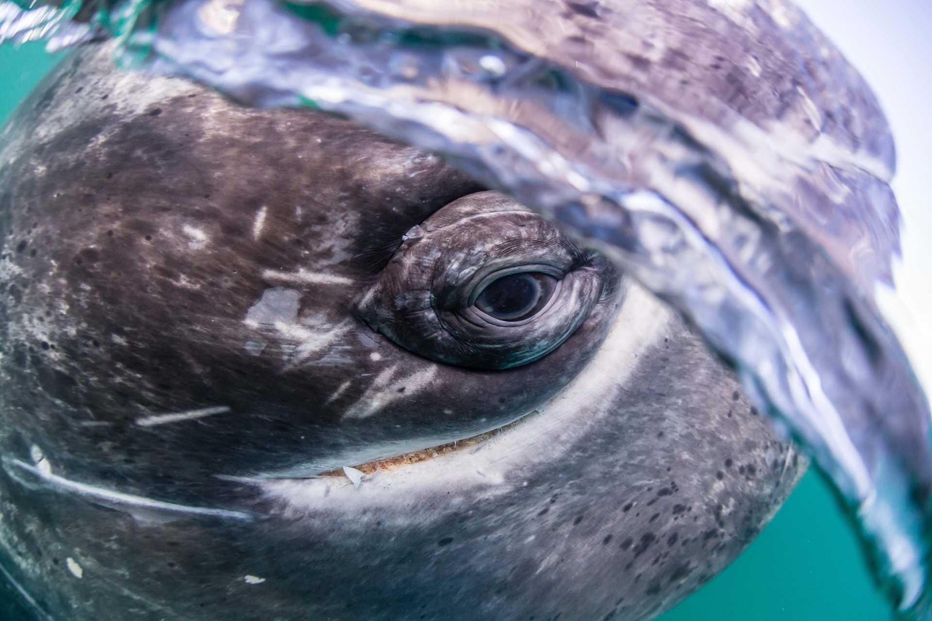 Close Up Gray Whale Eye.jpg