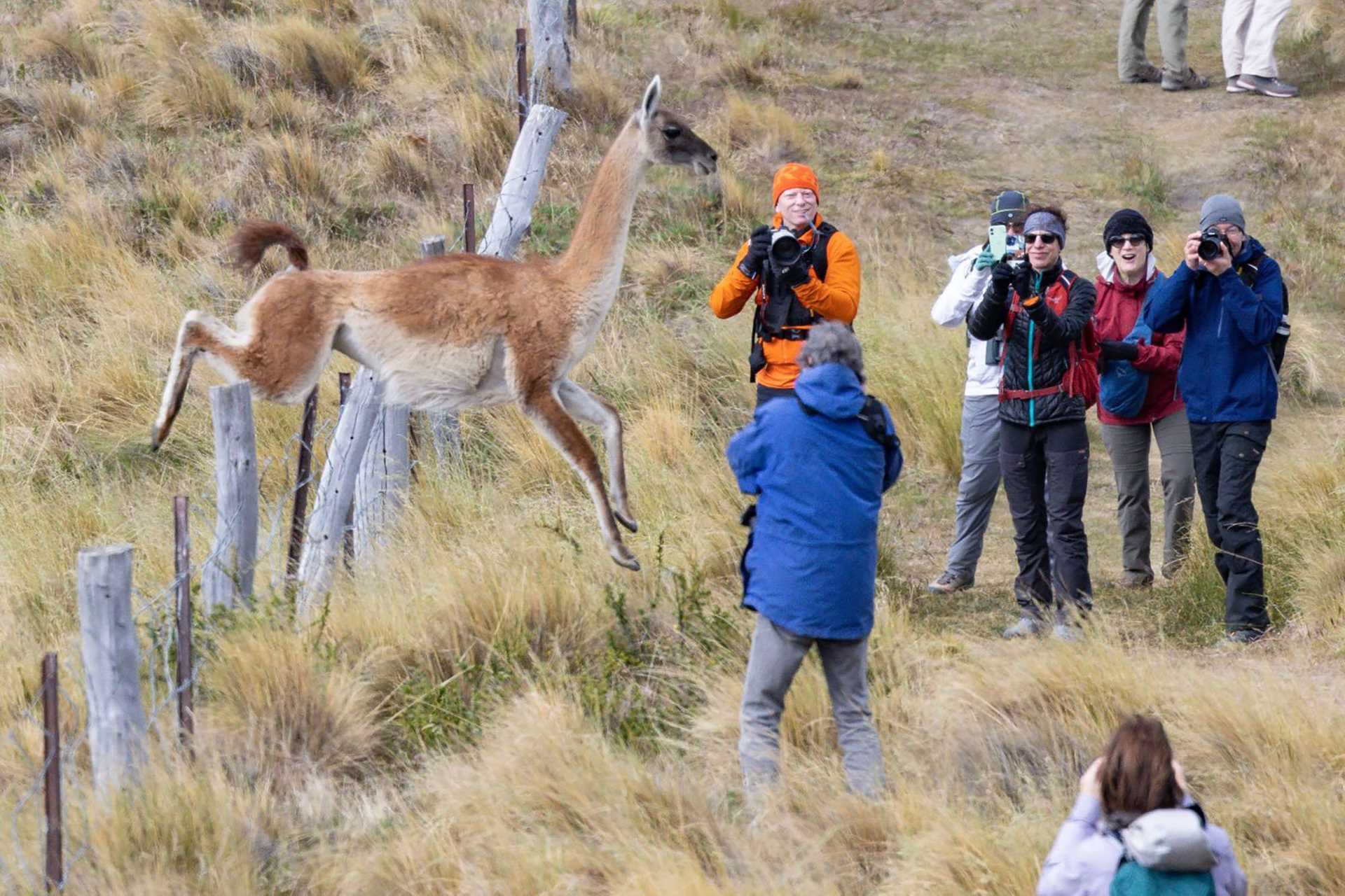 guanaco running in front of surprised humans