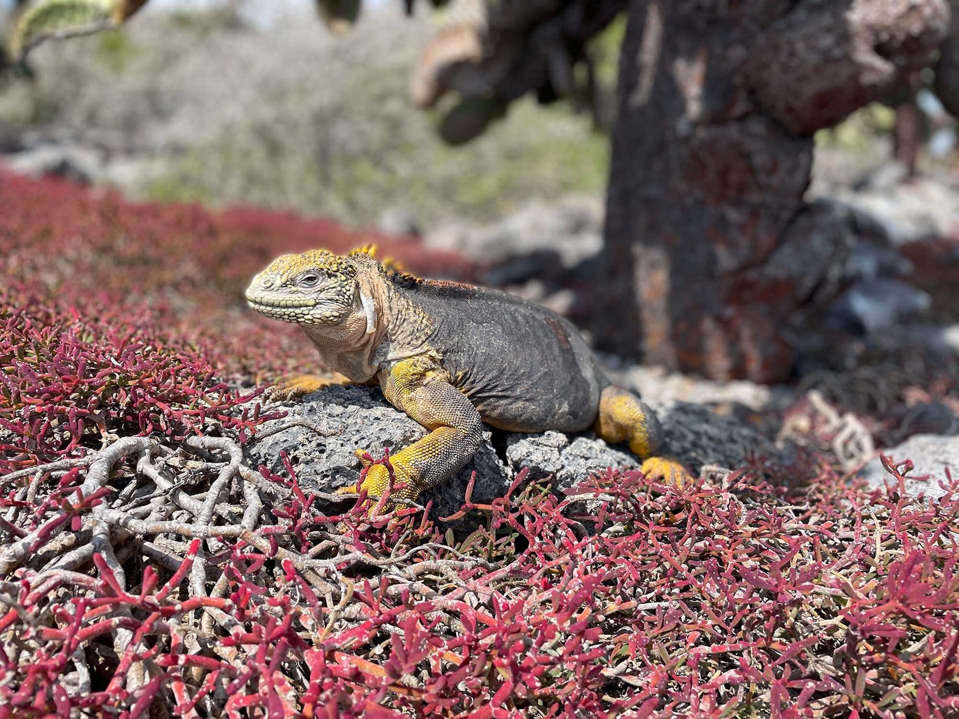 land iguana