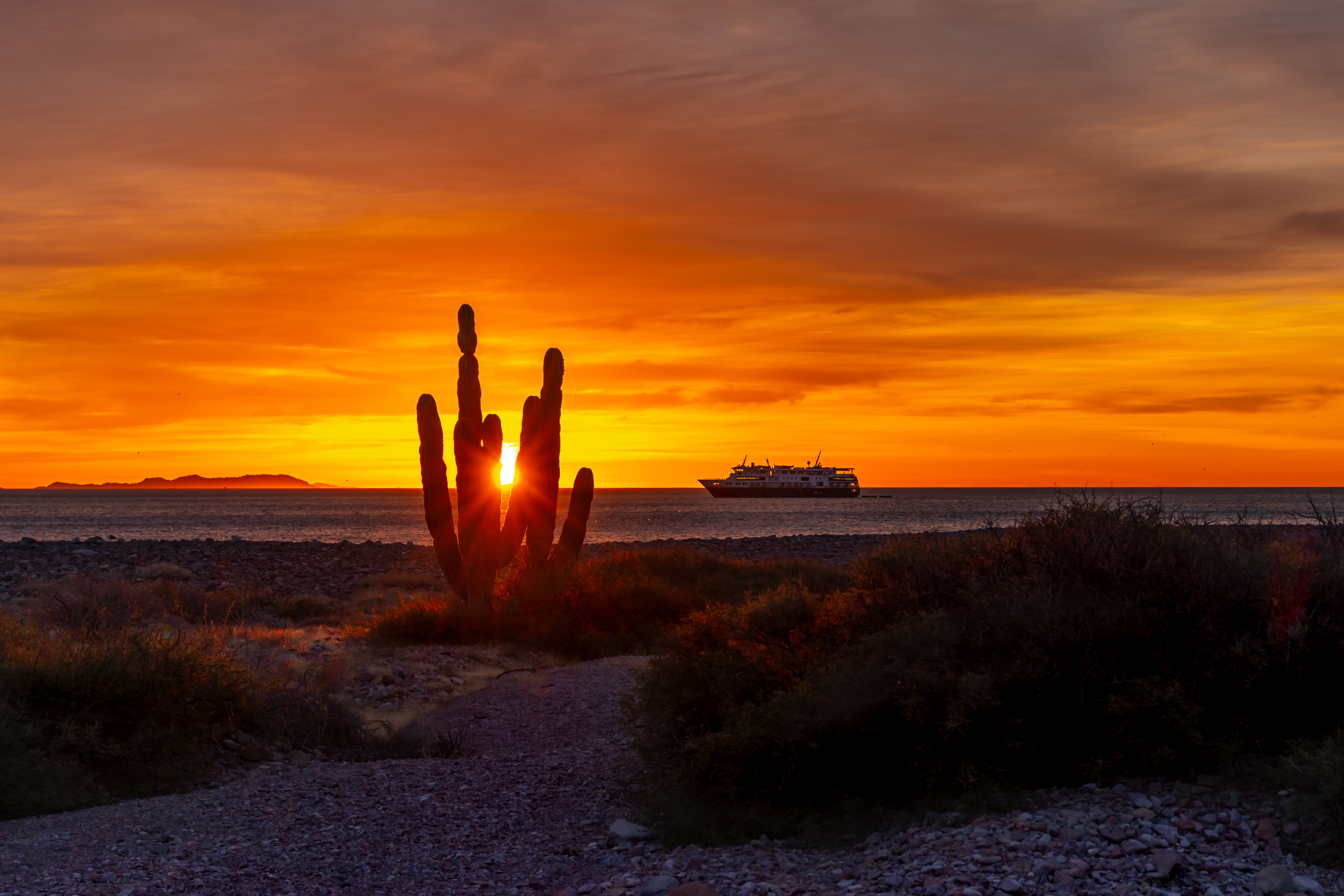The sun peaks through a cardon cactus at sunrise