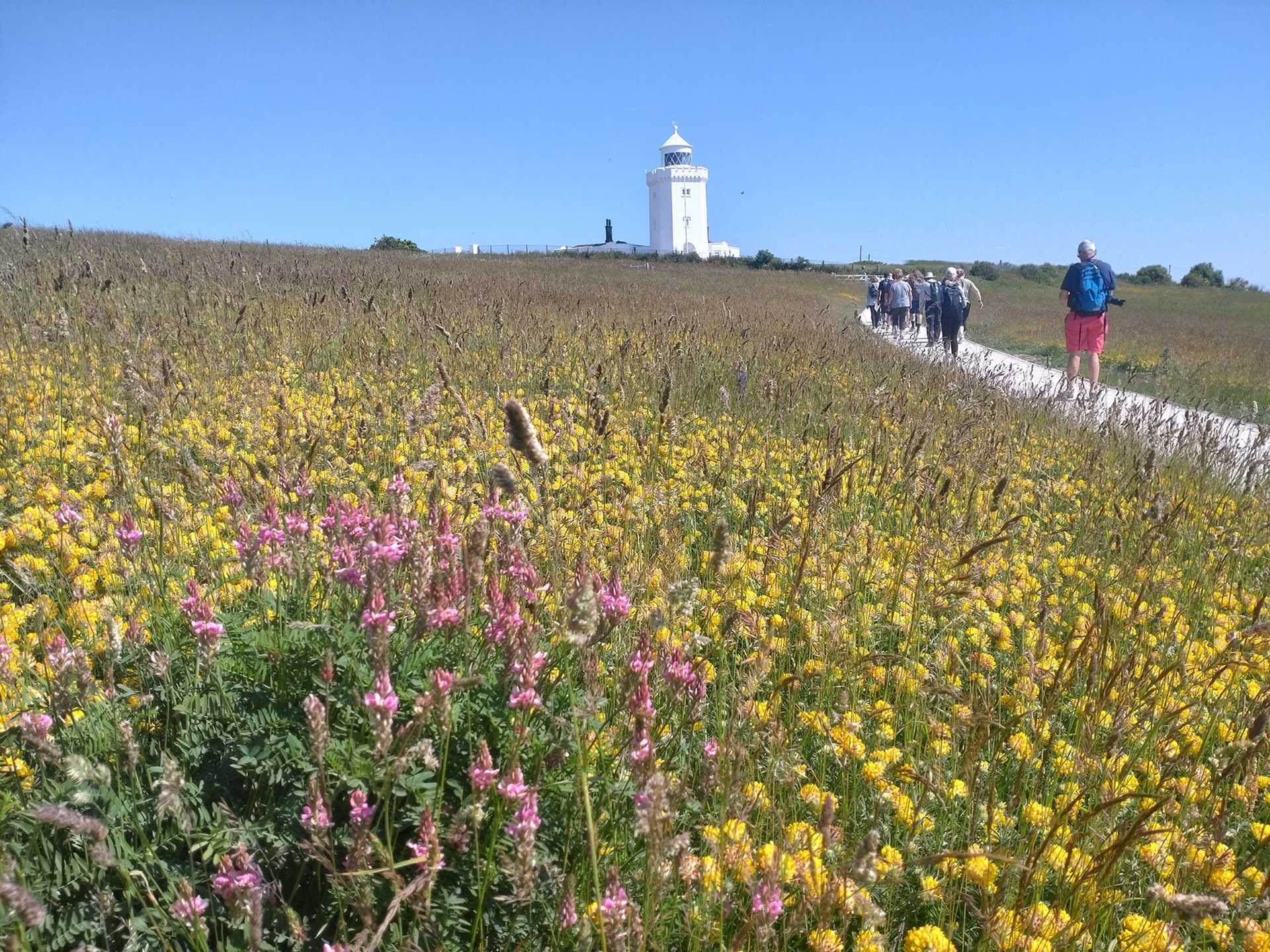 field of wildflowers with lighthouse in background