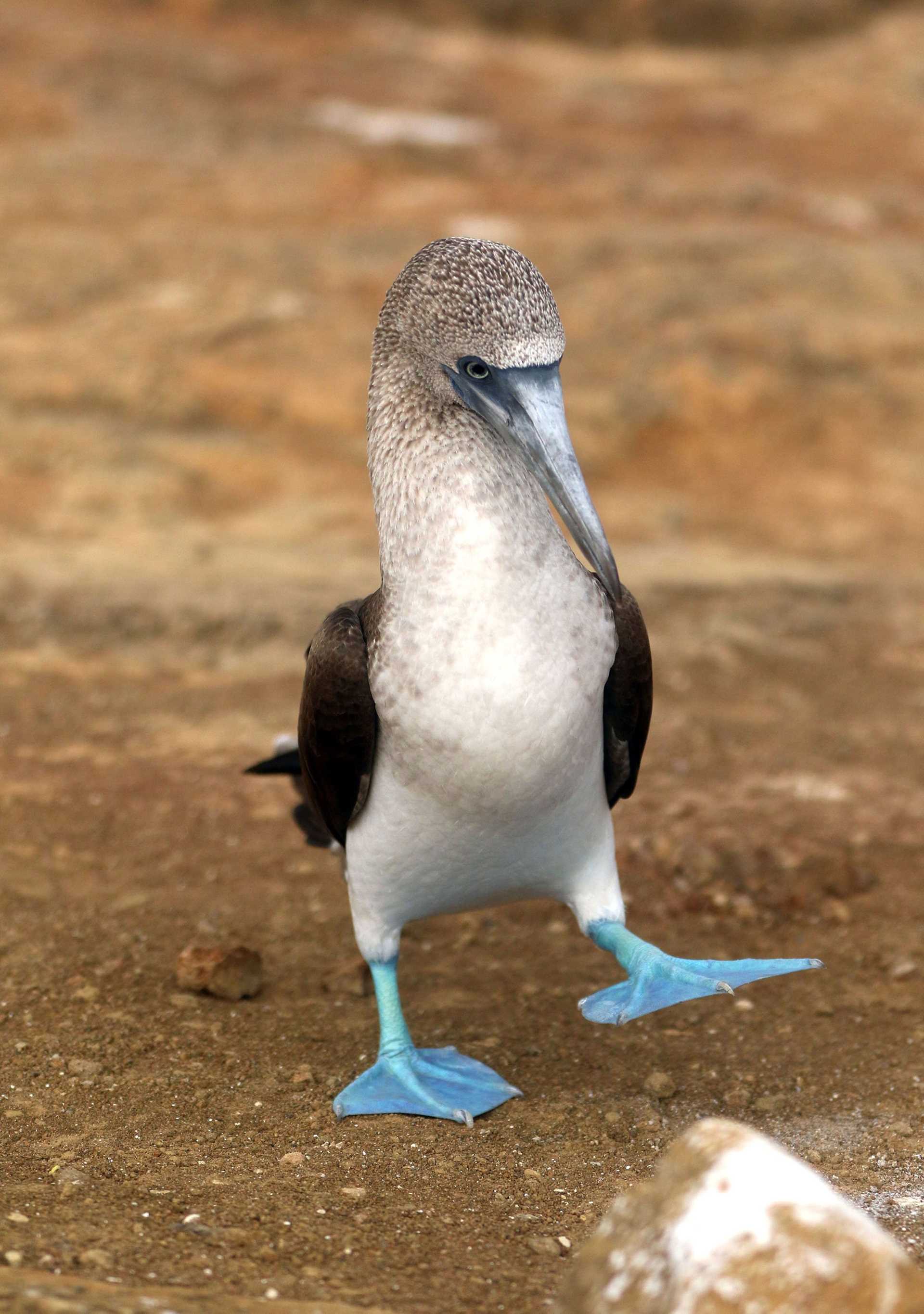 blue-footed booby