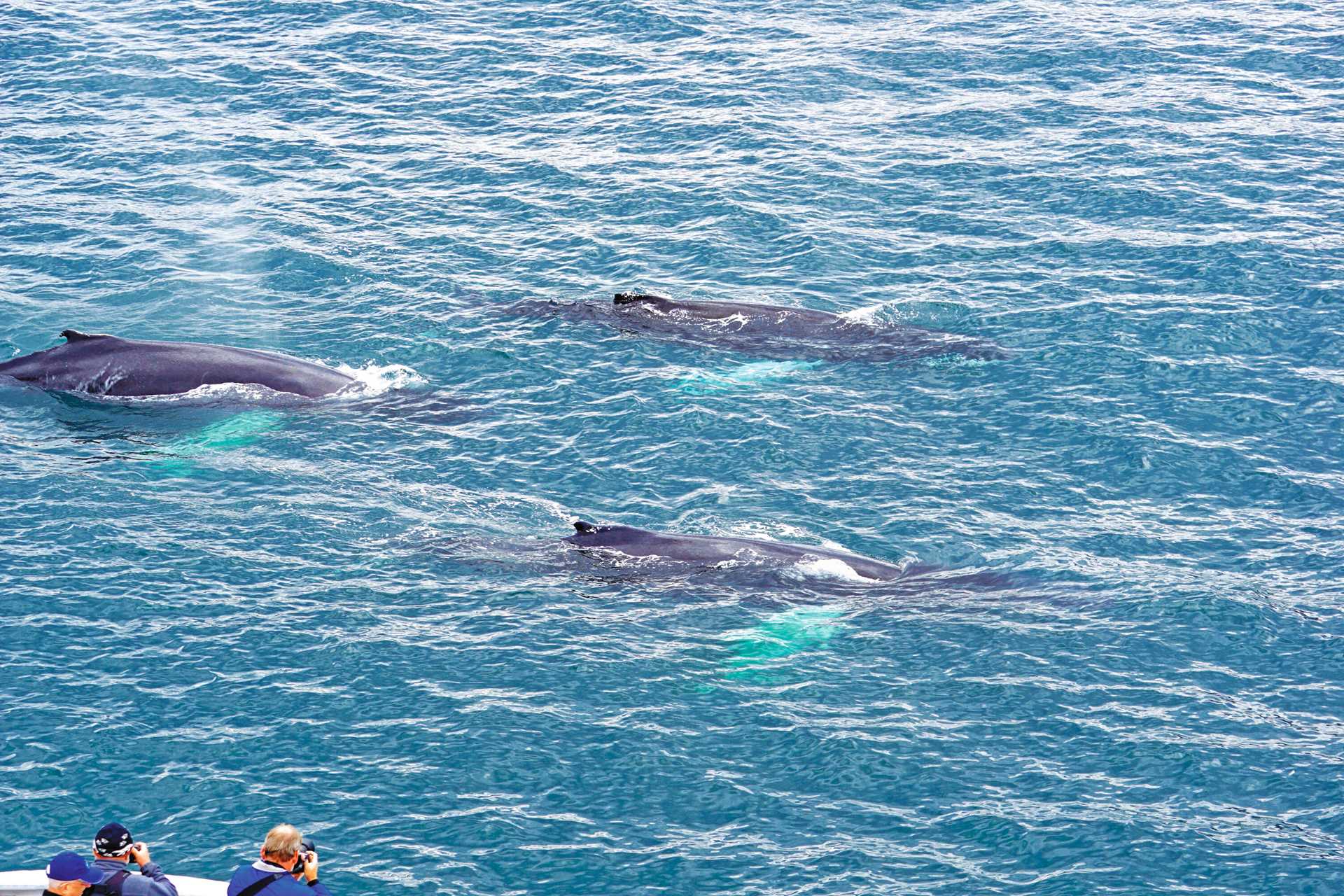 Two guests photograph humpback whales in Akureyri, Iceland