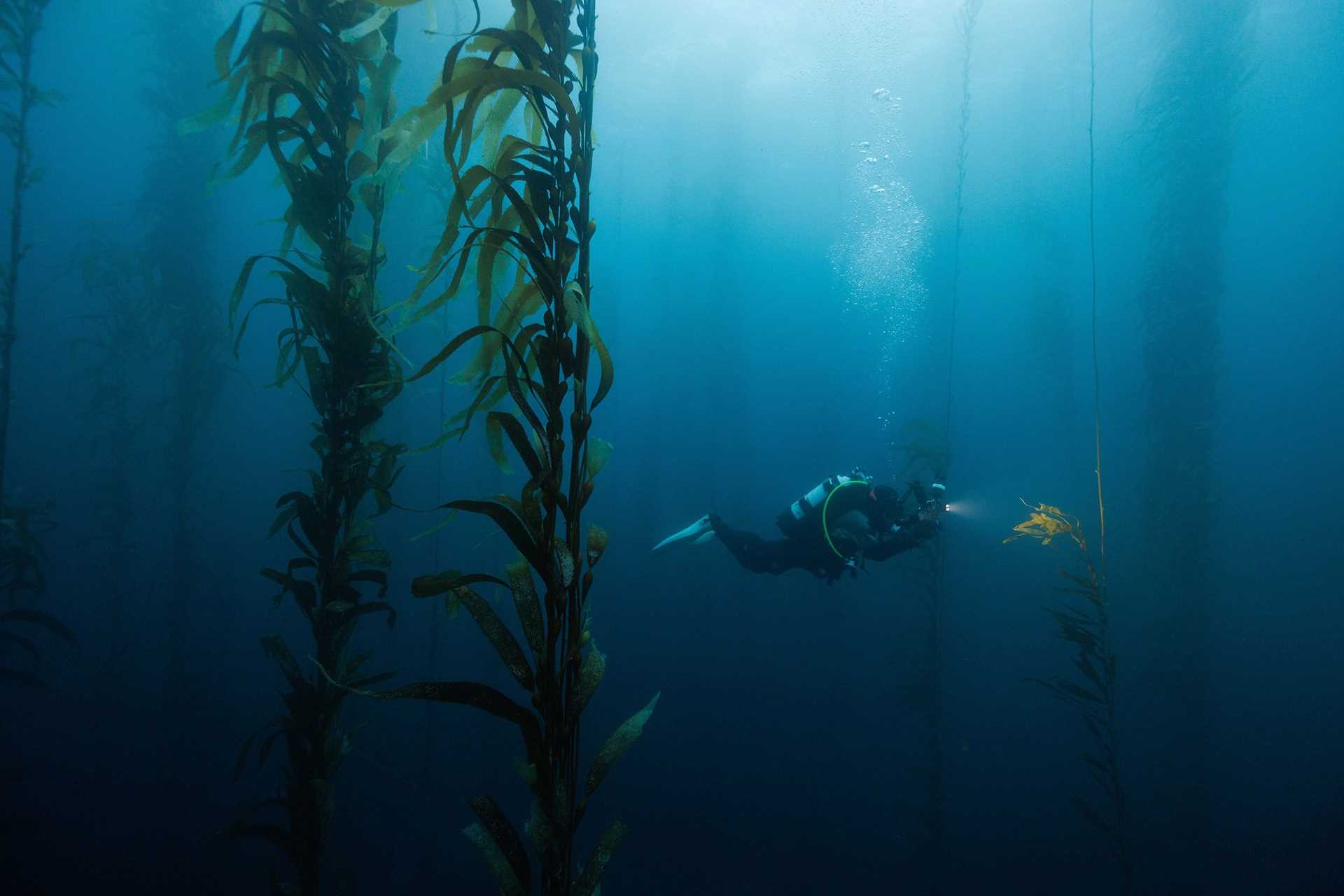 a diver in a kelp forest