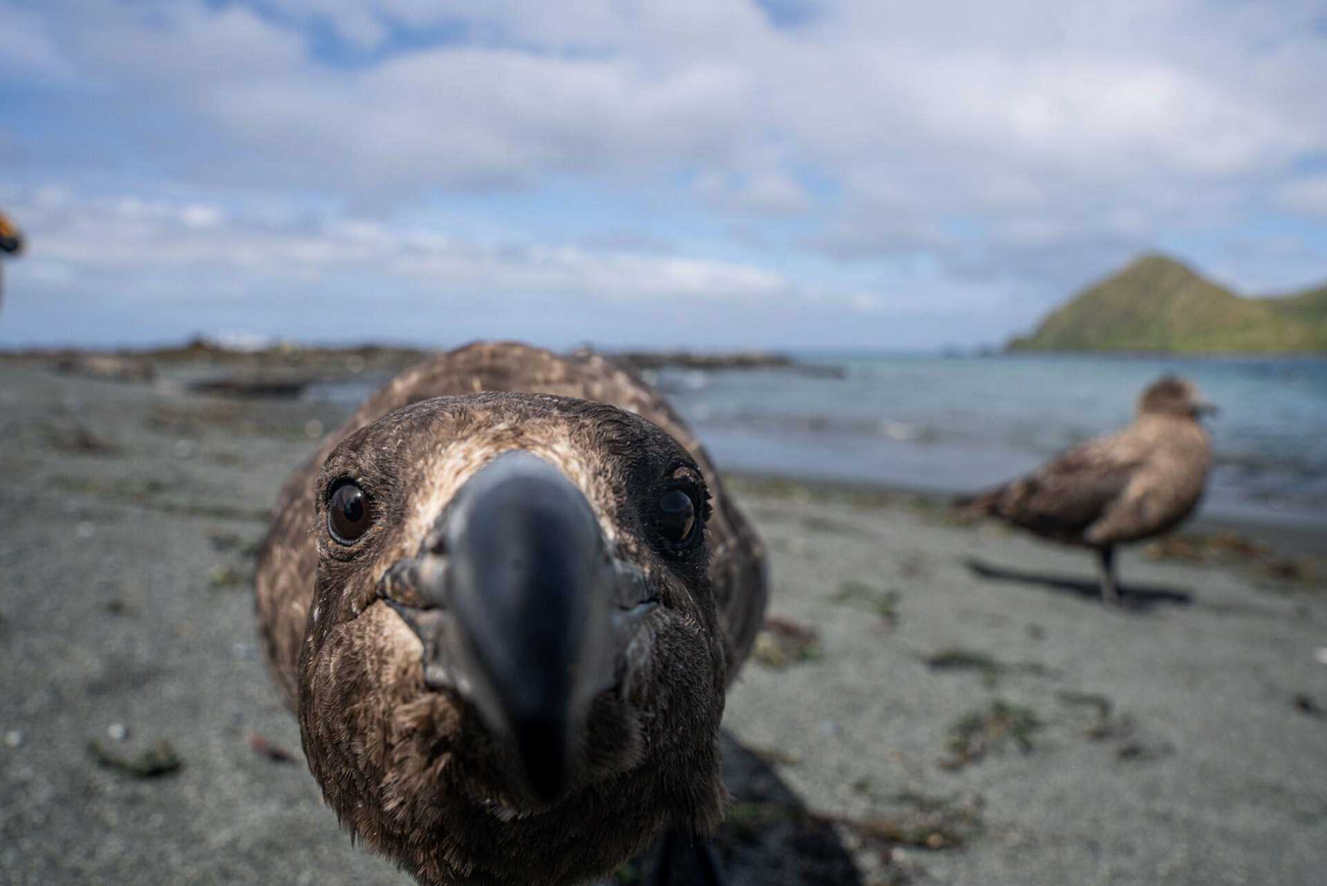 Macquarie Island 2.jpg