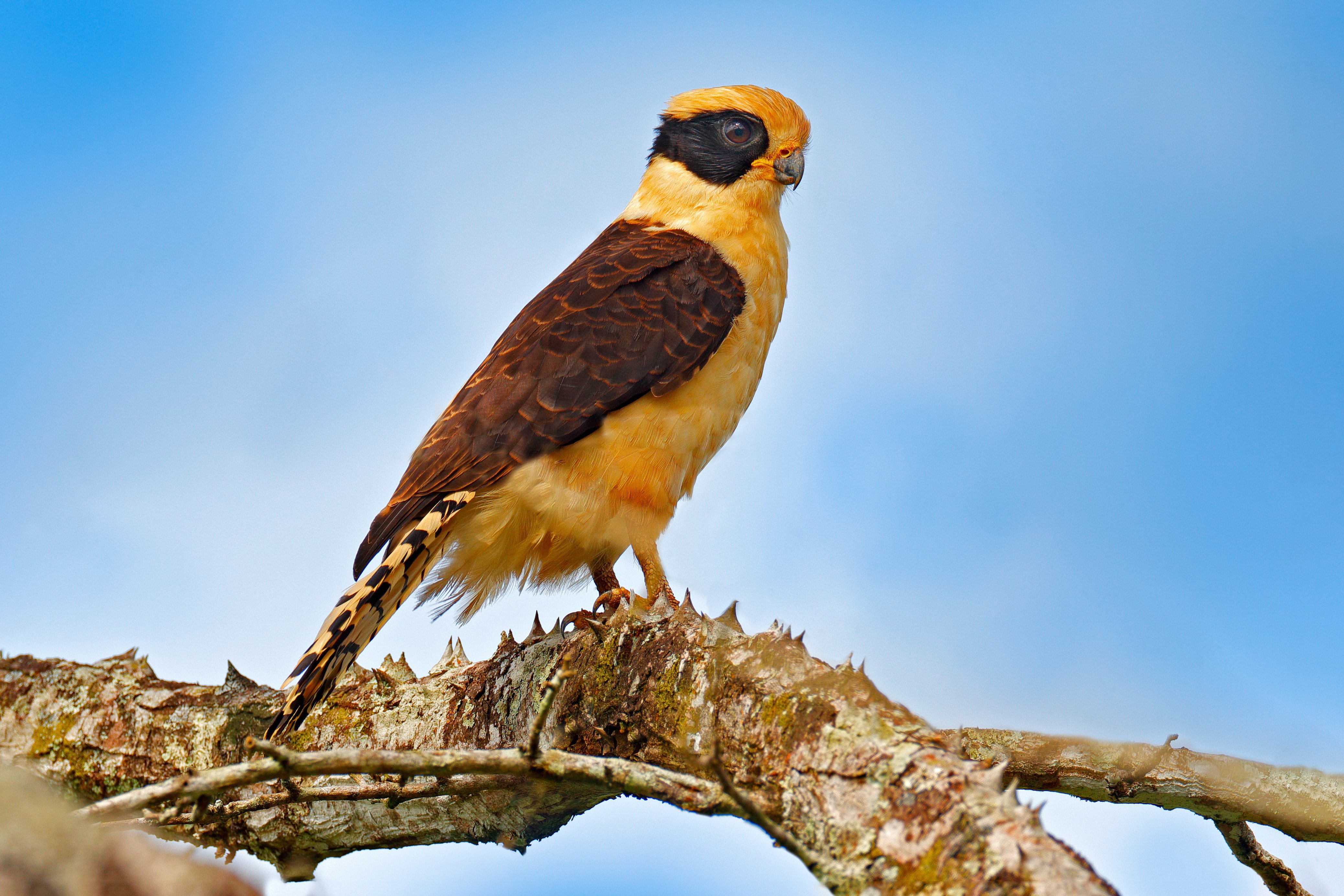 Laughing falcon, Herpetotheres cachinnans, siting on the tree with blue sky, Tarcoles River, Carara National Park, Costa Rica. Bird in the nature habitat. Wildlife, snake hawk in the nature habitat.