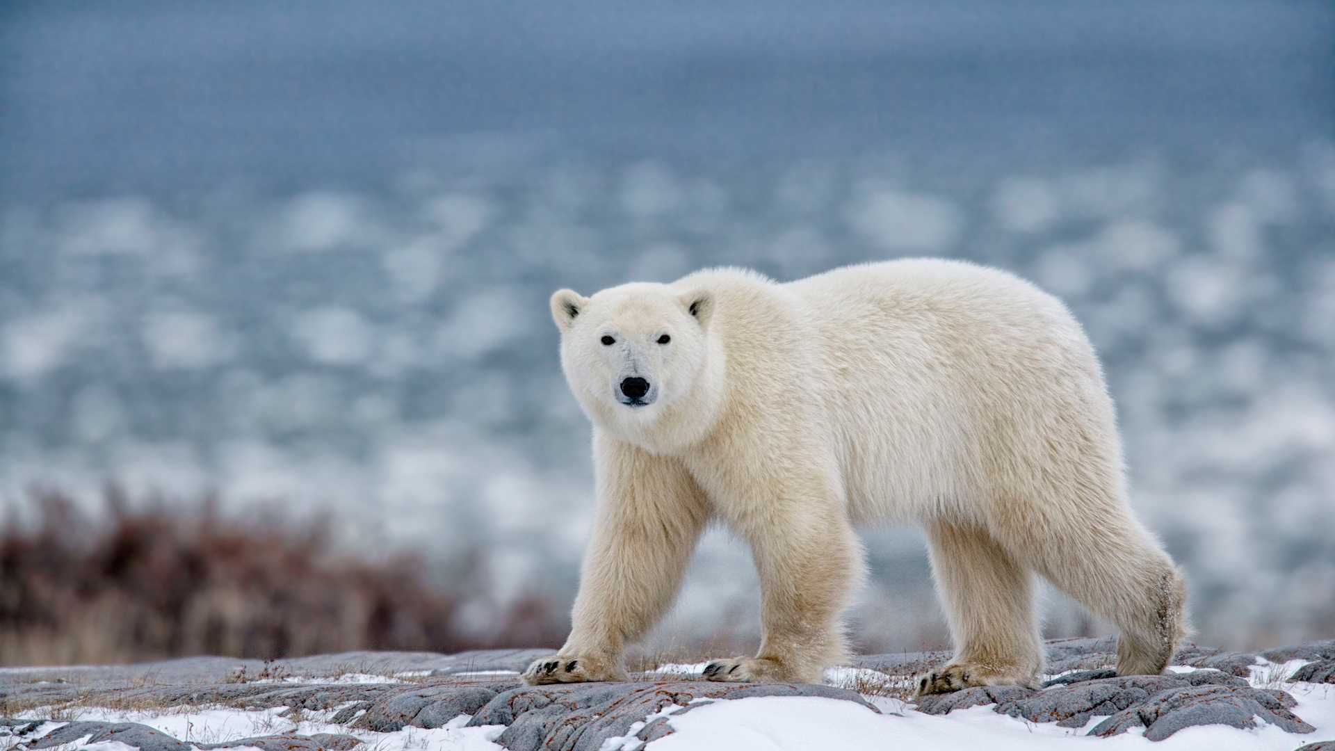 A polar bear in north Ellesmere Island, Nunavut, Canada