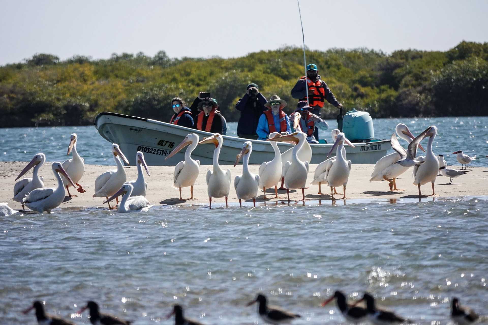 pelicans and a panga boat