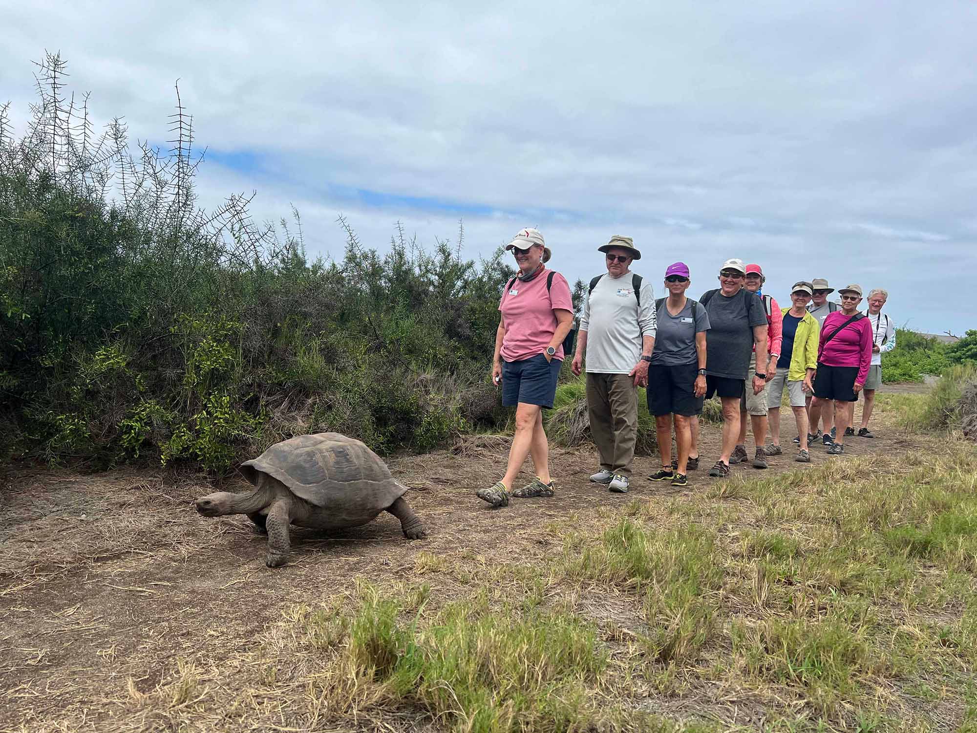 guests follow a tortoise