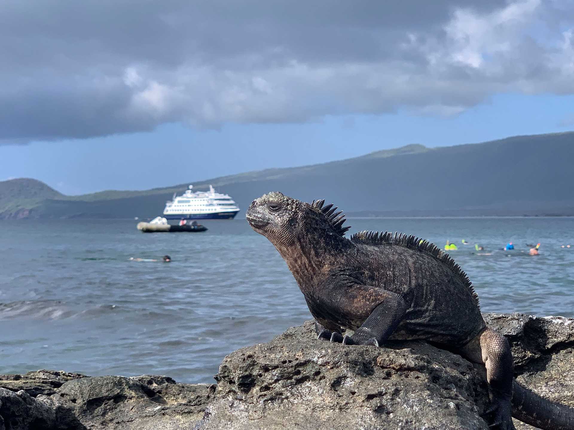 marine iguana with swimmers and ship in the background
