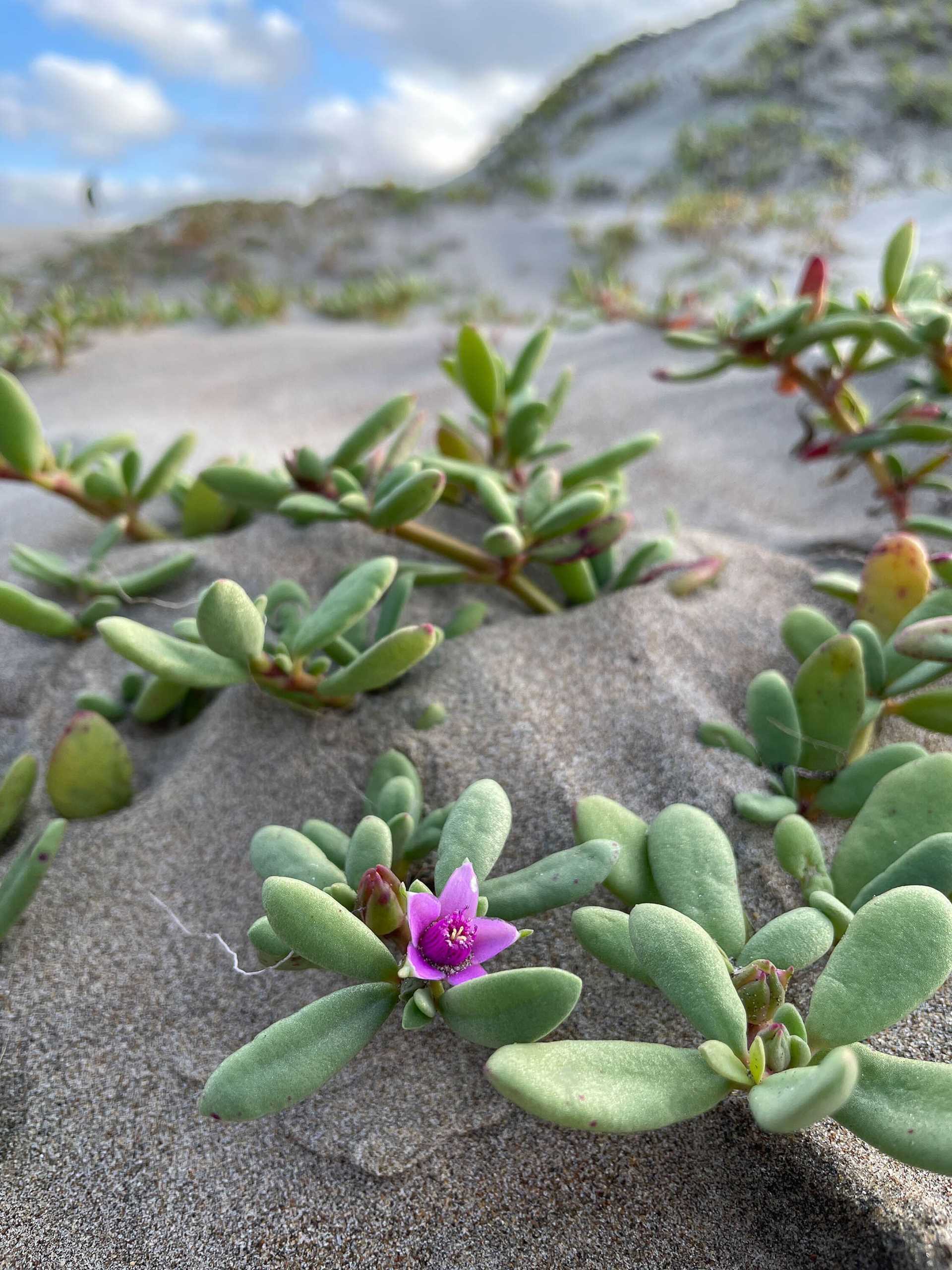 green succulent with purple flowers