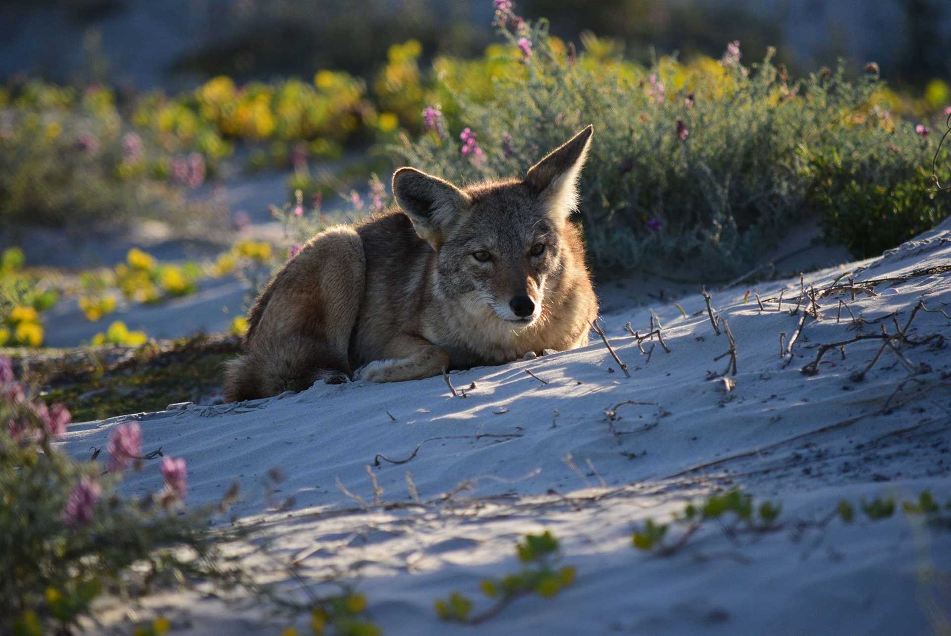 coyote surrounded by purple flowers