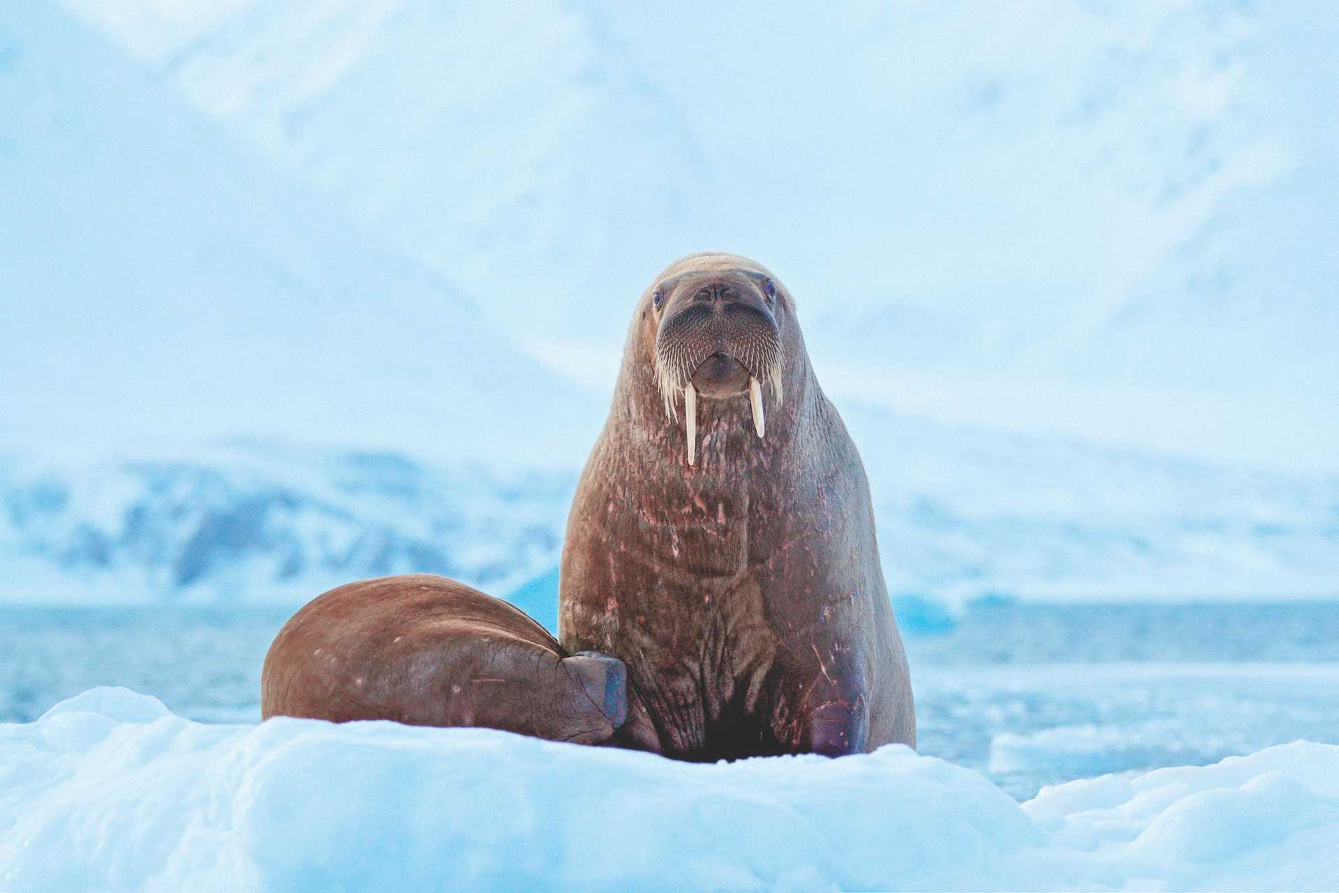 Walrus in the Arctic.jpg