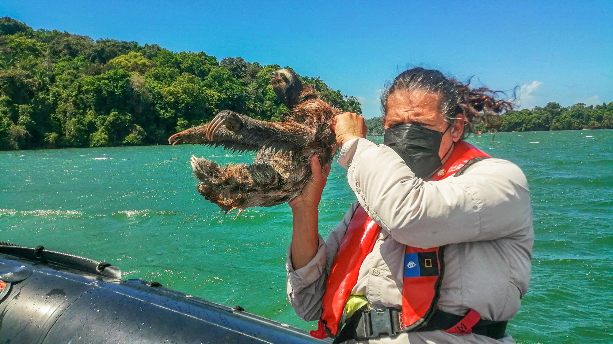 naturalist rescuing a sloth