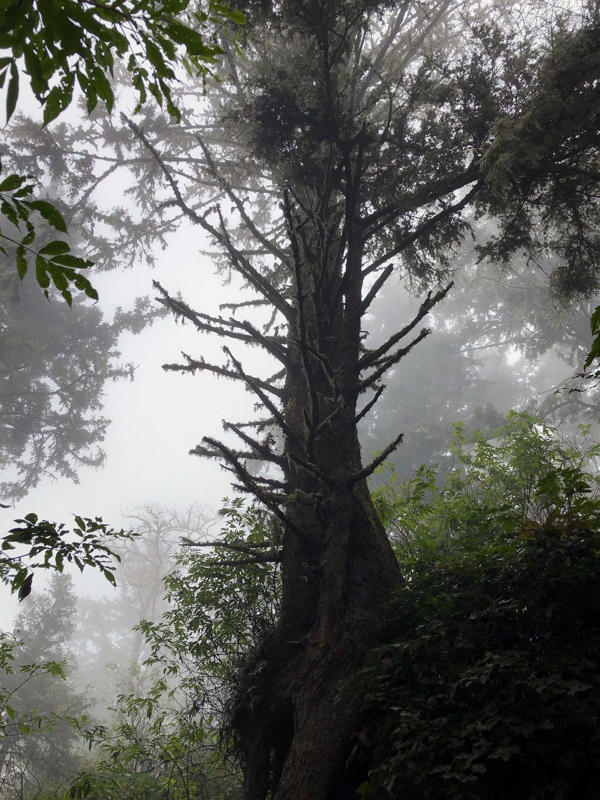 tree in misty forest