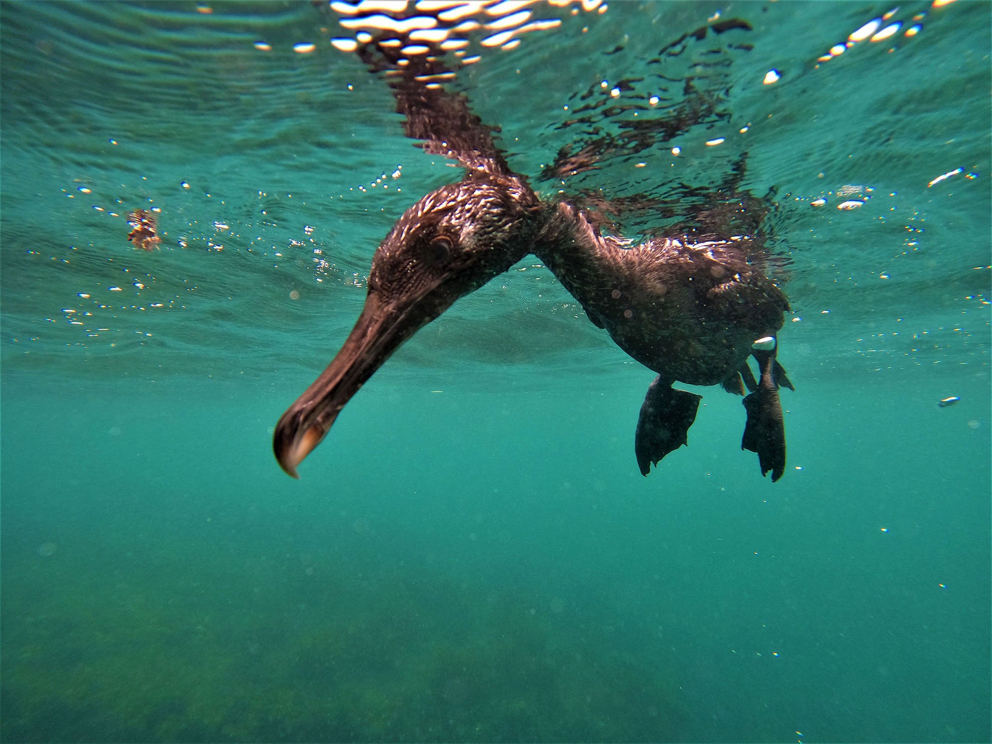 flightless cormorant underwater