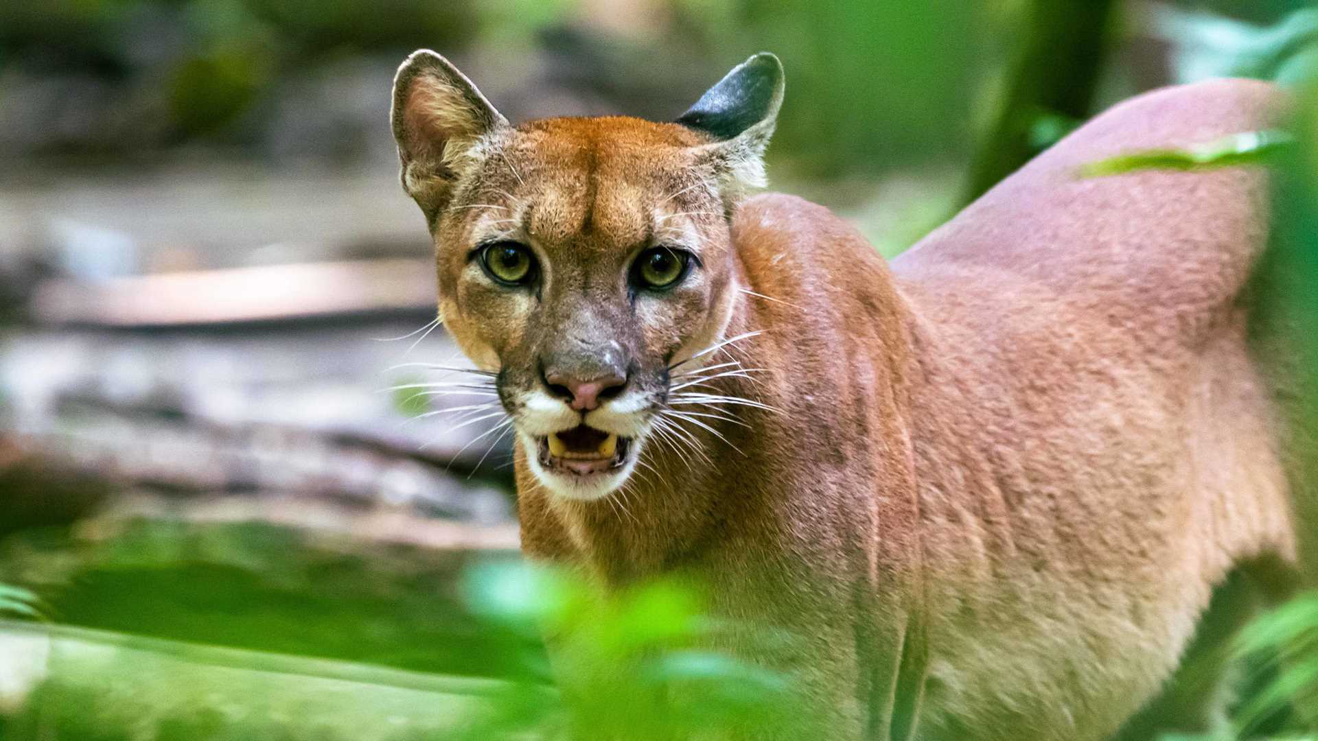 mountain lion