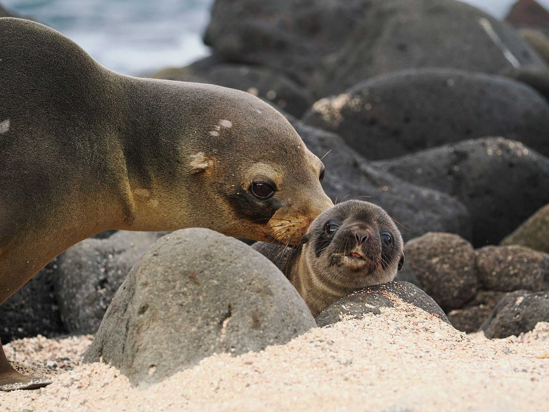 newborn sea lion and its mother