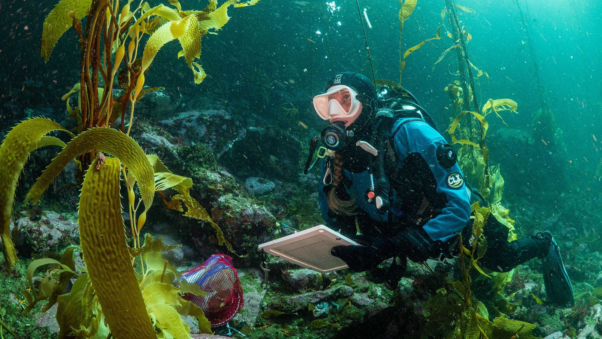 diver looks at kelp