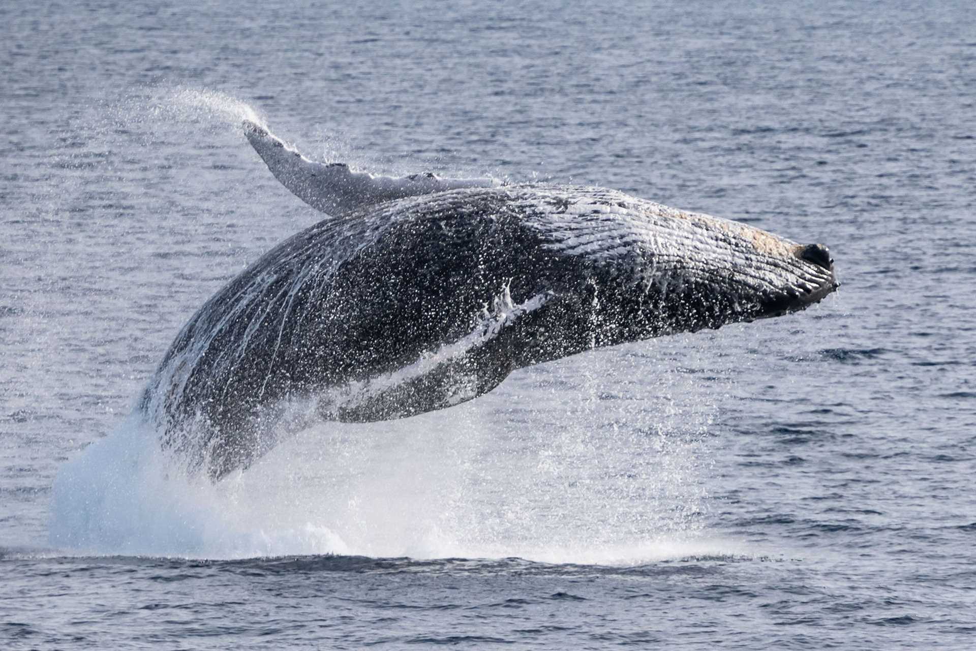 breaching humpback whale