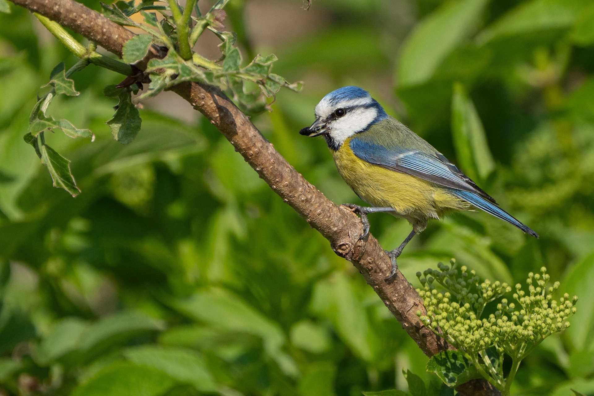 a blue and white bird on a branch
