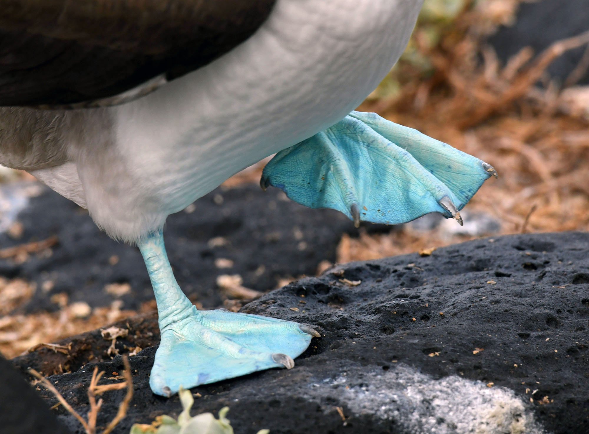 blue footed booby feet